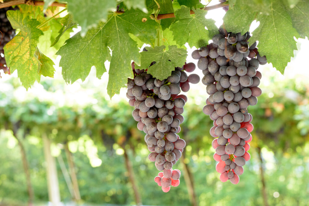 Hochleistungsanlage bietet Schutz für Weinproduktion.